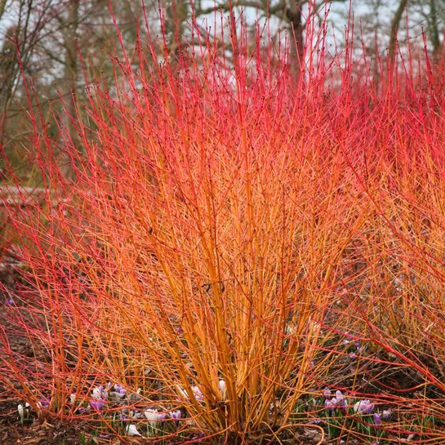 Ramurile minunat colorate ale Cornus sanguinea Midwinter Fire după căderea frunzelor.