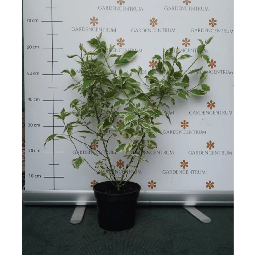 Cornus stolonifera White Gold în papiniera nostră la începutul lunii iunie. 