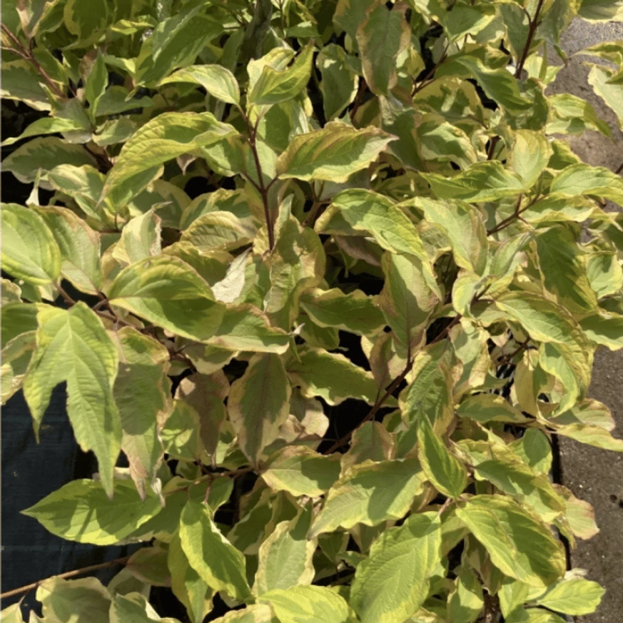 Cornus alba Gouchaultii formează un arbust dens și spectaculos, oferind un efect decorativ deosebit.