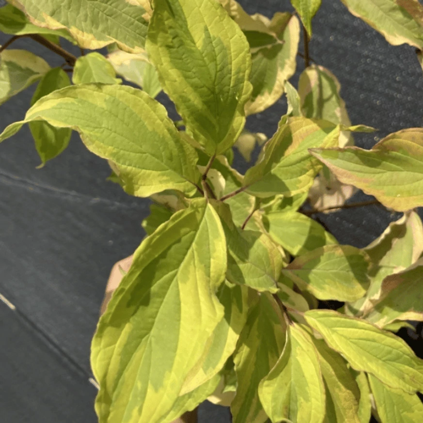 Frunzele ale Cornus alba Gouchaultii pestrițe, cu nuanțe de galben, adaugă un plus de culoare