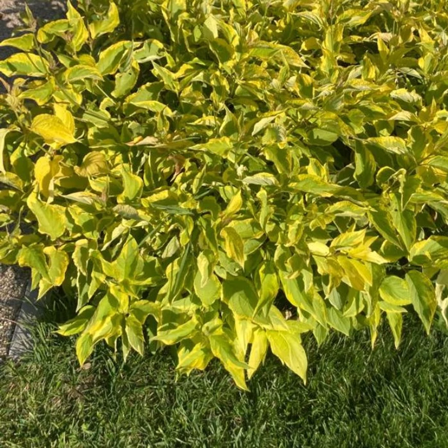 Lăstarii cornului Gouchaultii de un roșu-bordo creează un contrast elegant, evidențiindu-se printre frunze.