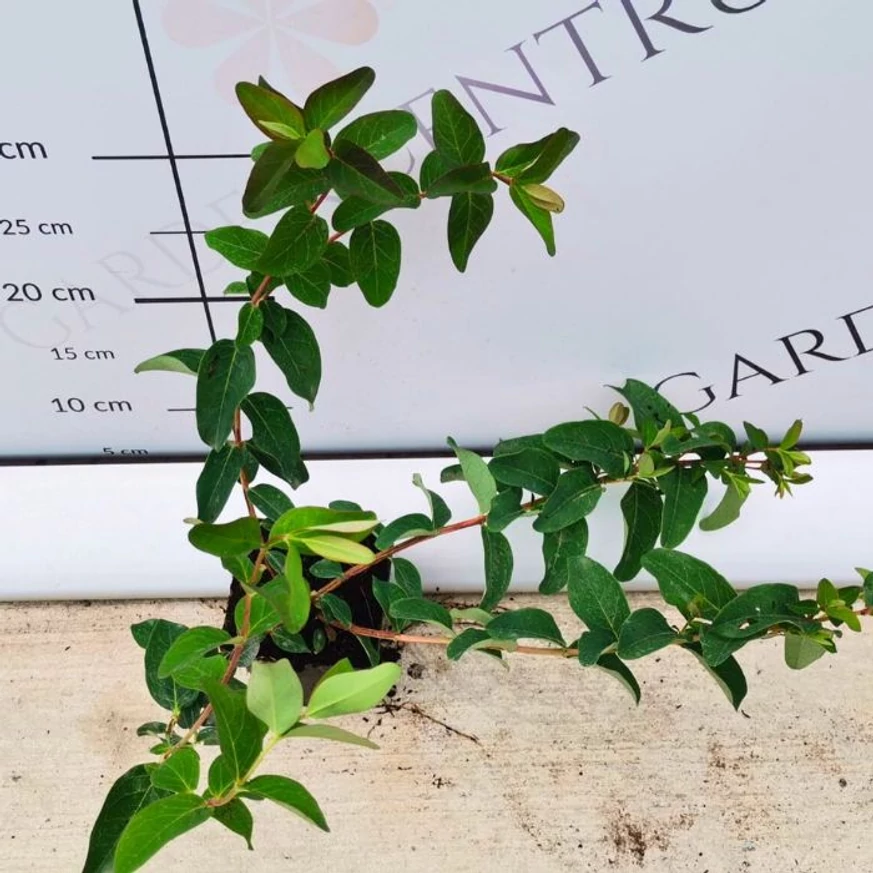 Frunzele sănătoase, verzi ale cotoneaster târâtor. 