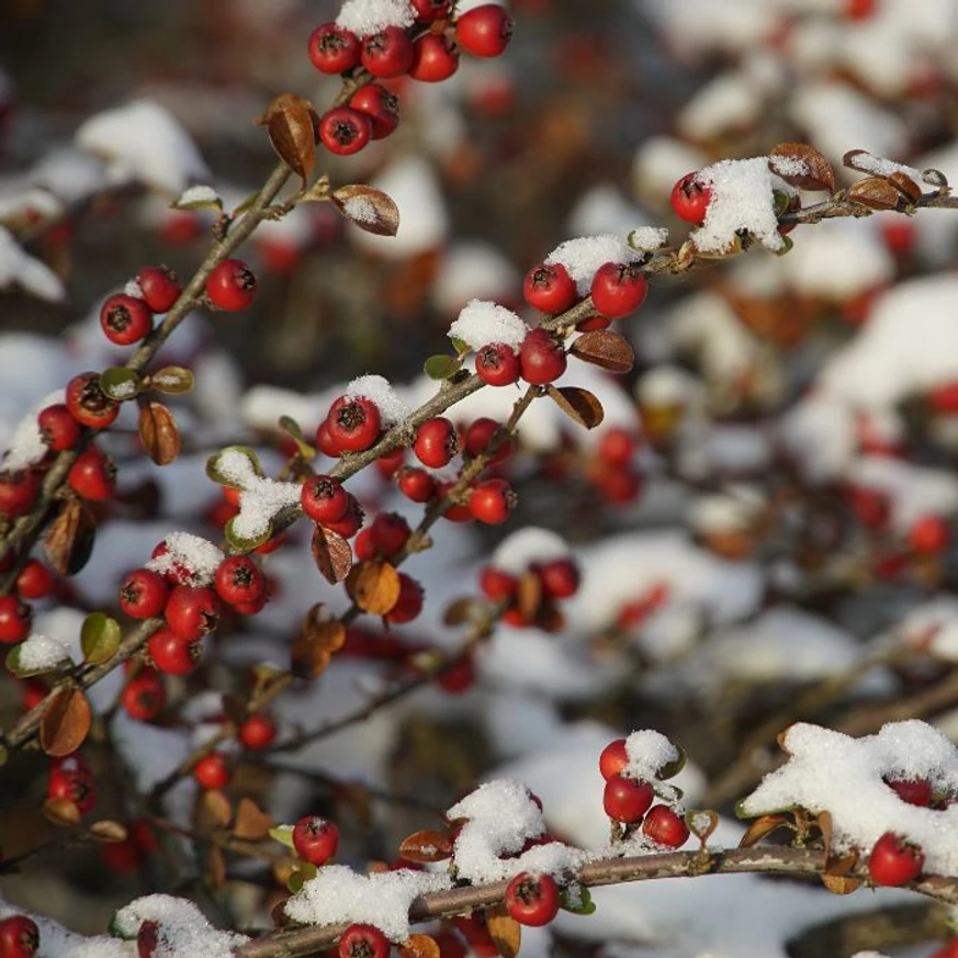 Cotoneaster târâtor, cu fructele sale roșii vibrante, adaugă un farmec deosebit peisajului de iarnă.