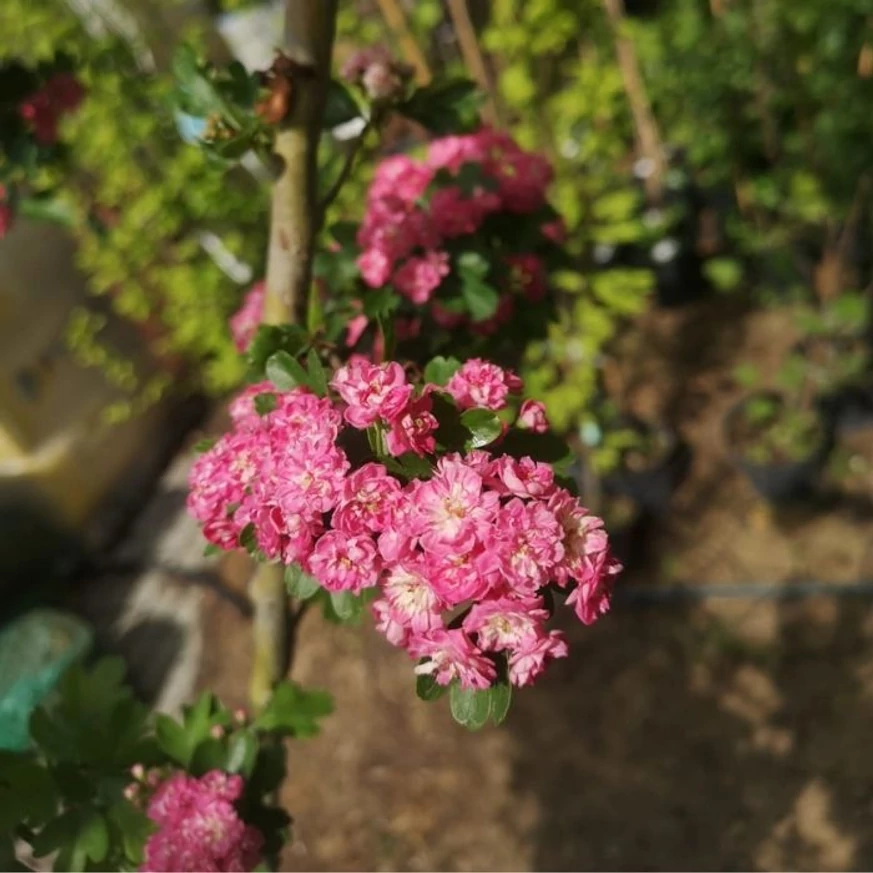 Florile roz ale Crataegus Paul's Scarlet în primăvară.