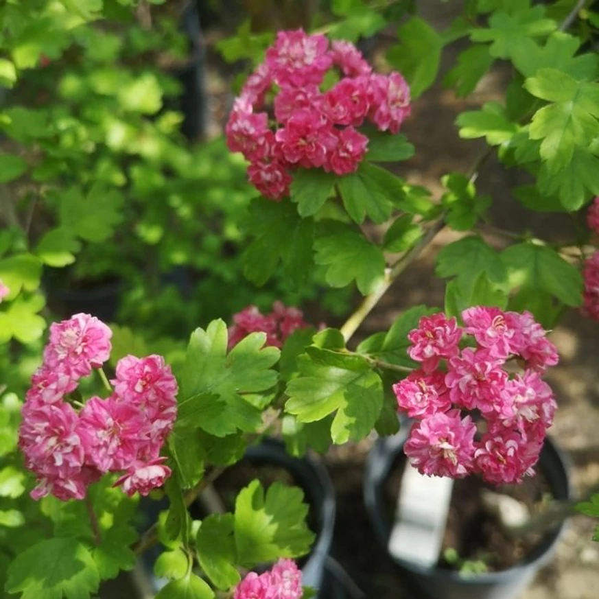 Crataegus Paul's Scarlet sănătos și decorativ în oferta noastră.
