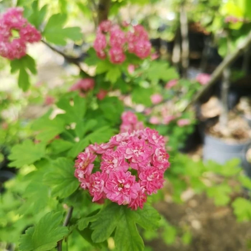 Florile și frunzele păducelului Paul's Scarlet de aproape.