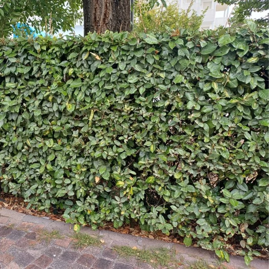 Aspectul unui gard viu tuns din arbuști de Elaeagnus ebbingei Compacta.