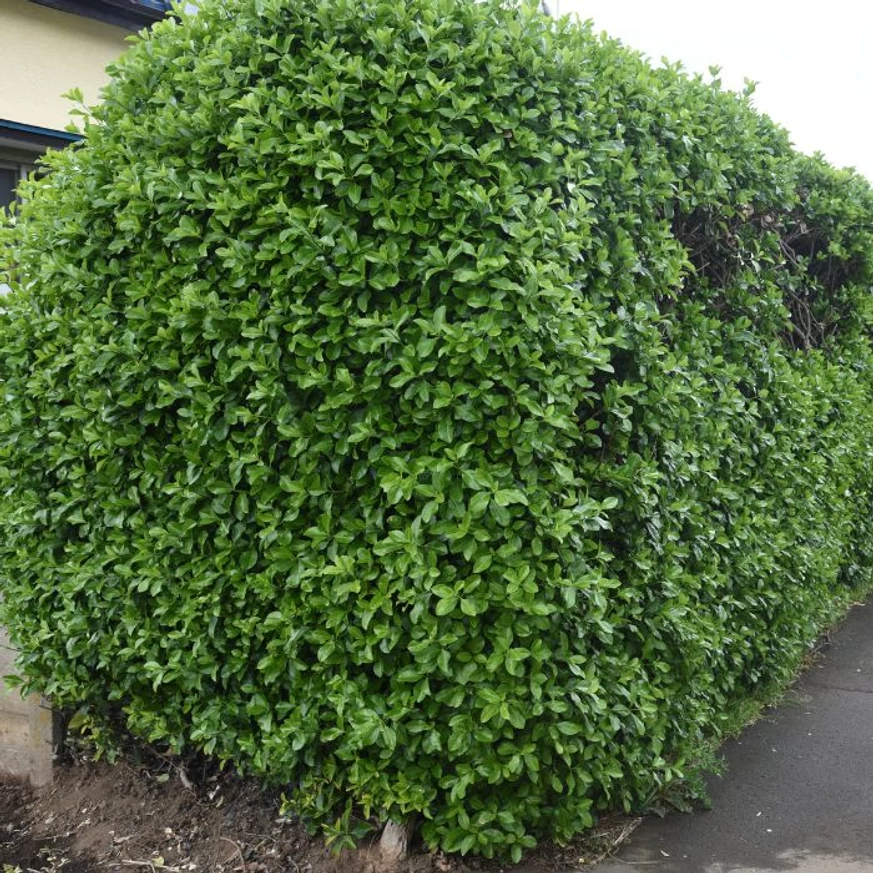 Euonymus japonicus - Salbă japoneză