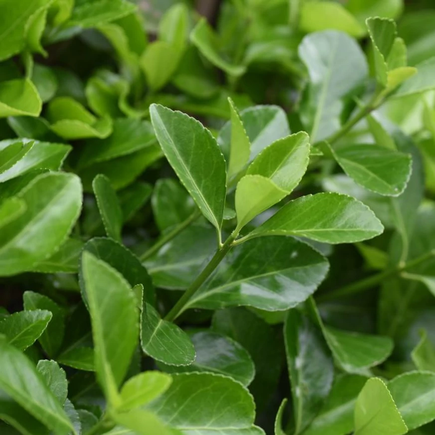 Euonymus japonicus - Salbă japoneză