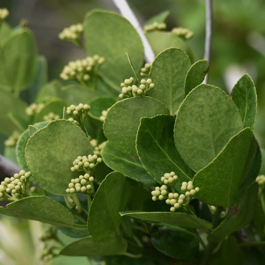 Euonymus japonicus - Salbă japoneză