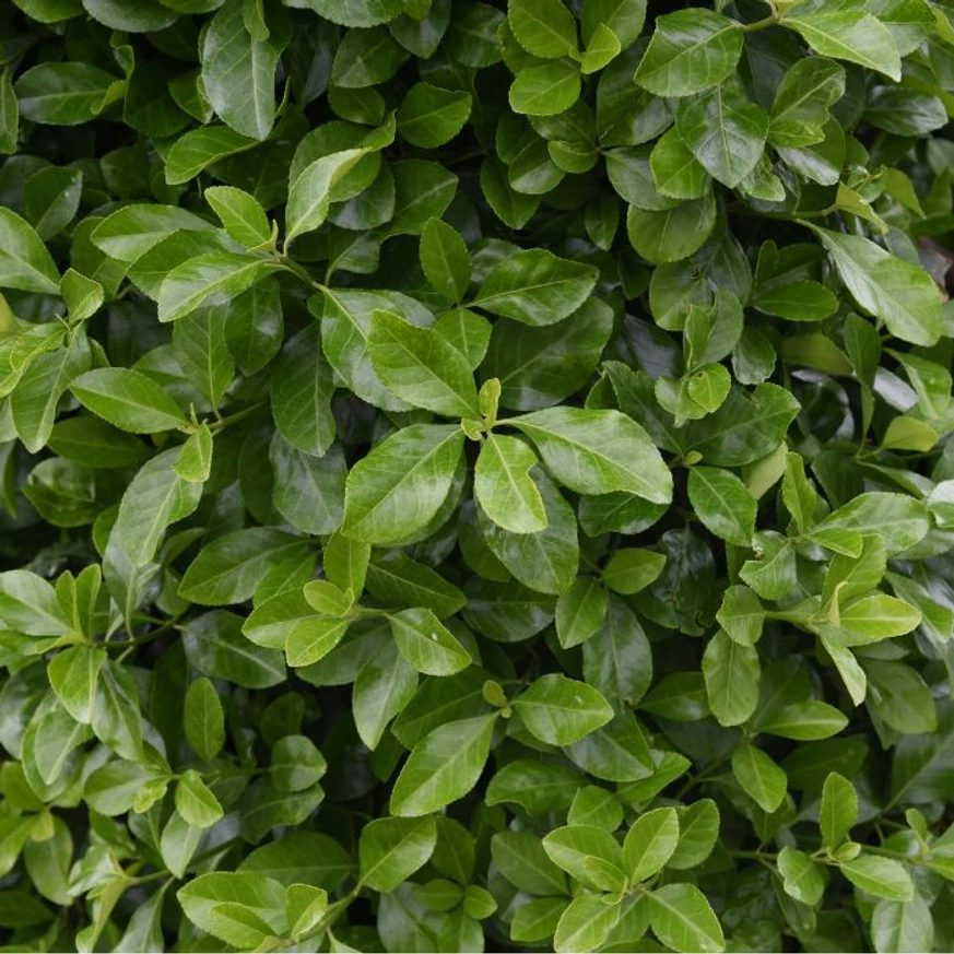 Euonymus japonicus - Salbă japoneză