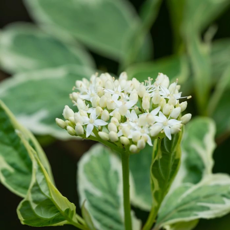 Cornus alba Elegantissima – flori și frunze văzute de aproape. 