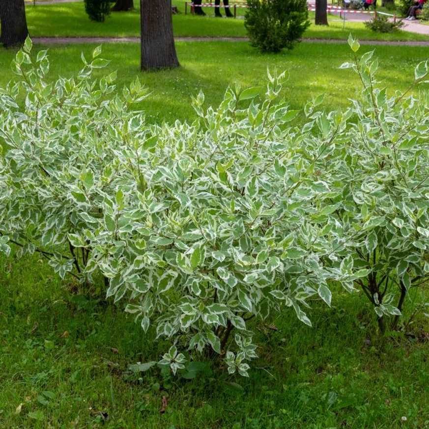 Cornus alba Elegantissima în stadiu matur, plantat în grup.