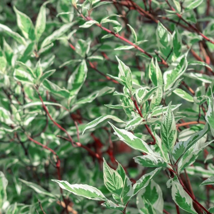 Ramuri dense, orientate în sus, cu frunze colorate ale Cornus alba Elegantissima.