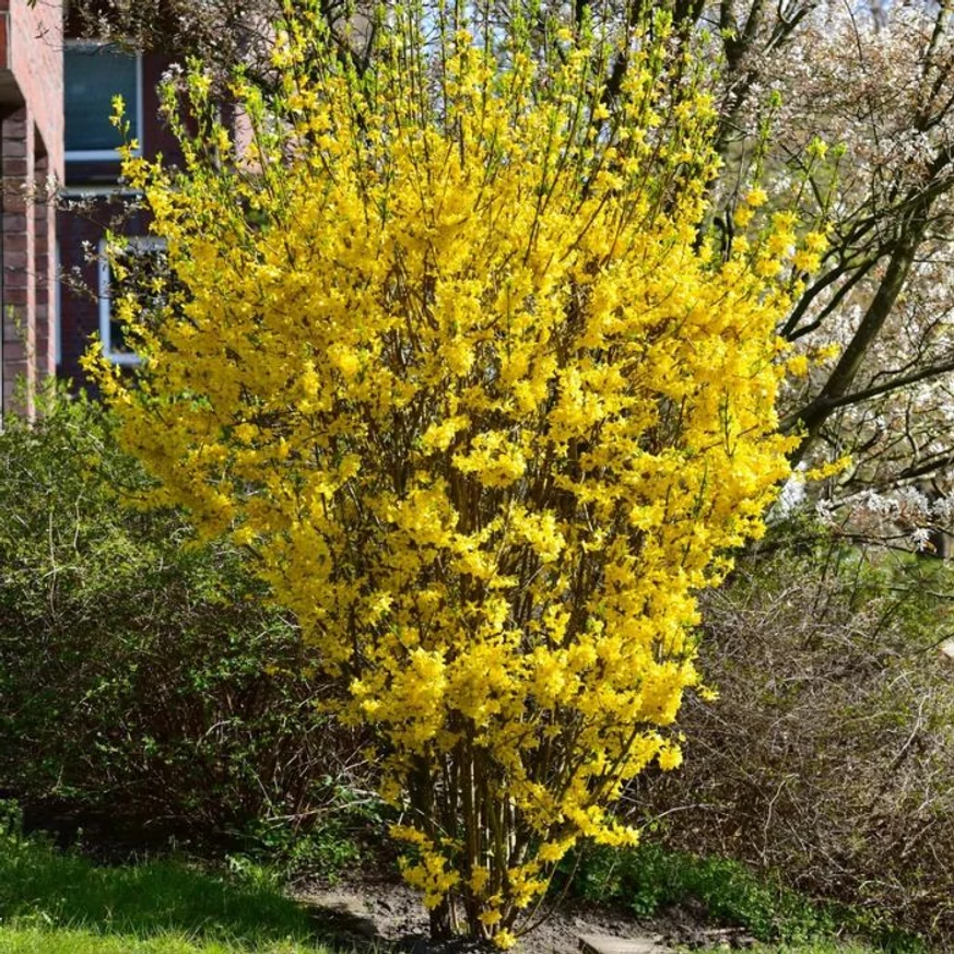 Ploaia de aur în timpul înfloririi. 