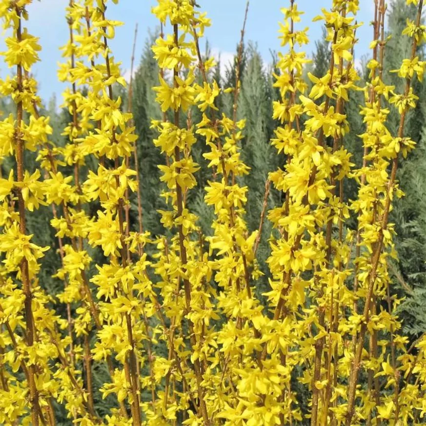 Forsythia x intermedia Weekend K2 - Ploaie de aur
