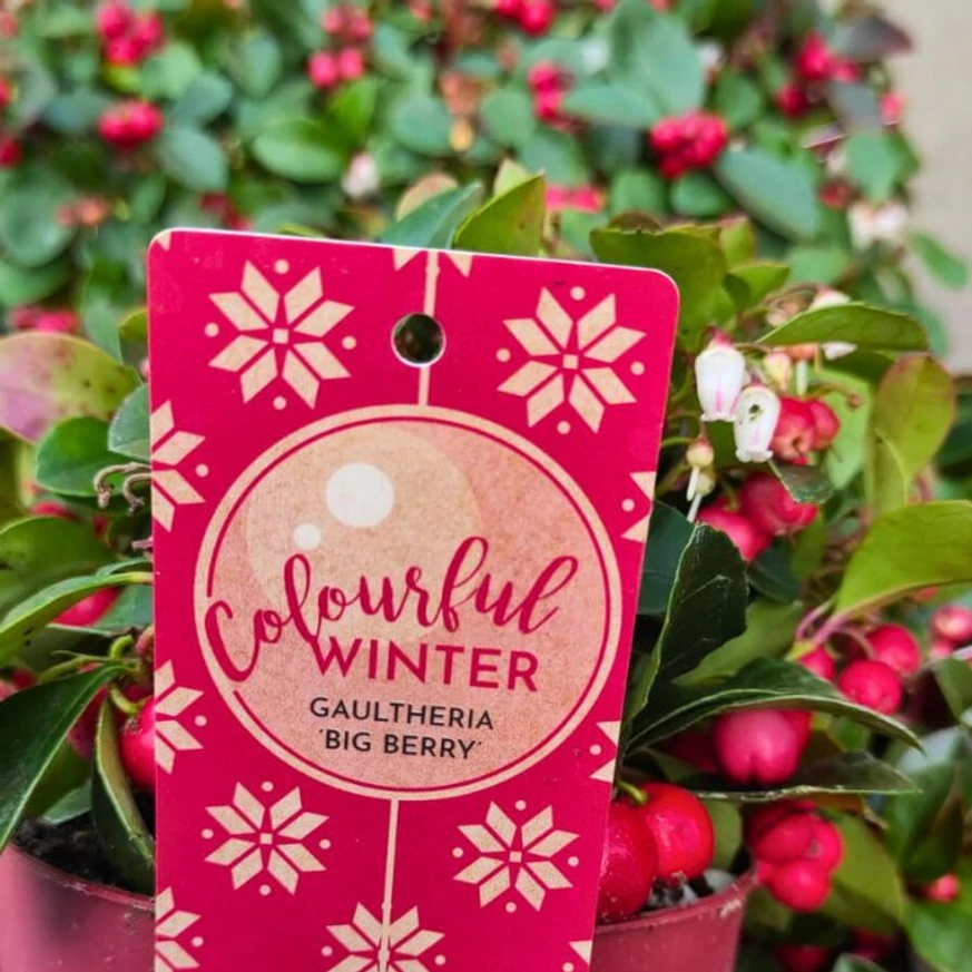 Gaultheria procumbens în container, din oferta noastră din octombrie.