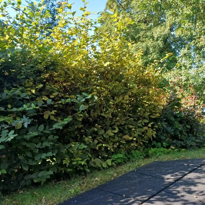 Gard viu de carpen comun de-a lungul unei trotuare.