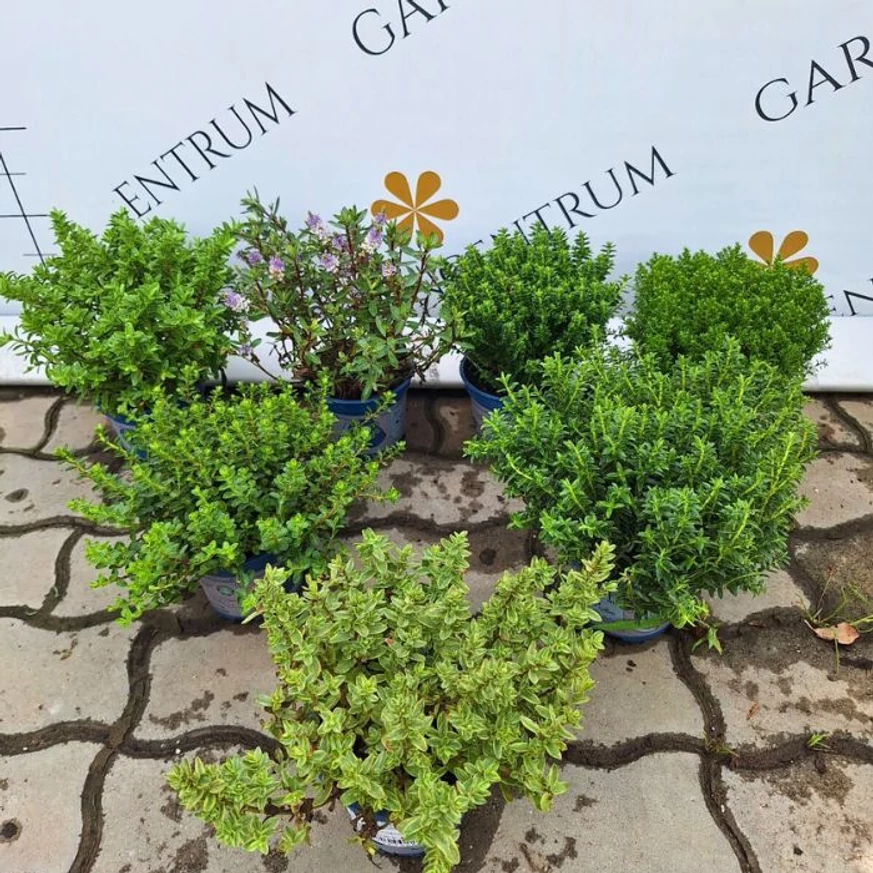 Hebe x hybrida MIX P13