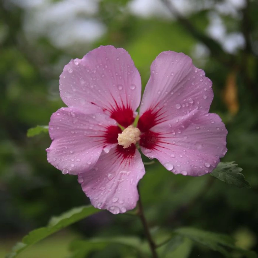 Floare de hibiscus de grădină, după ploaie. 