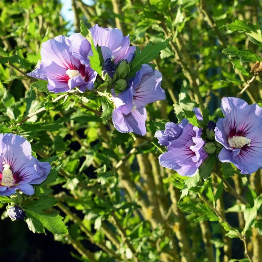 Hibiscus syriacus înflorește începând din mijlocul verii. 