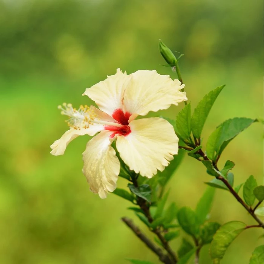 HIbiscus cu floare galbenă. 