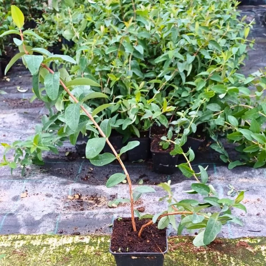 Forma și dimensiunea sunătoarei Hidcote, livrată în ghivece de 9 cm, din pepiniera noastră.