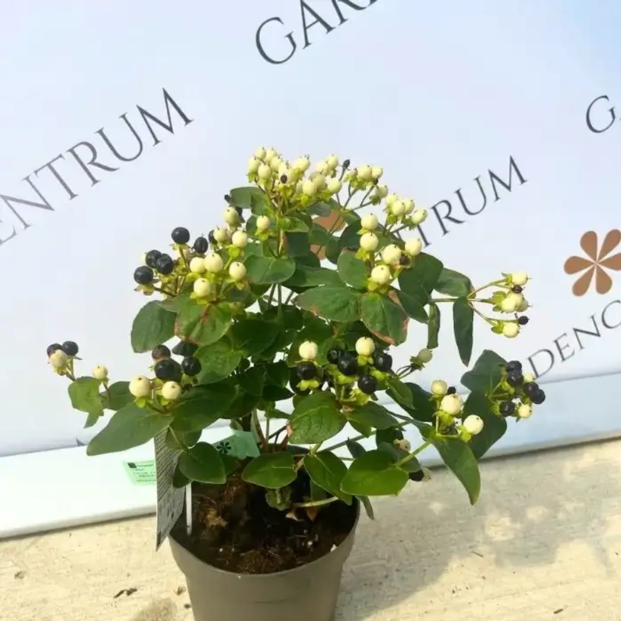Hypericum Miracle - Sunătoare