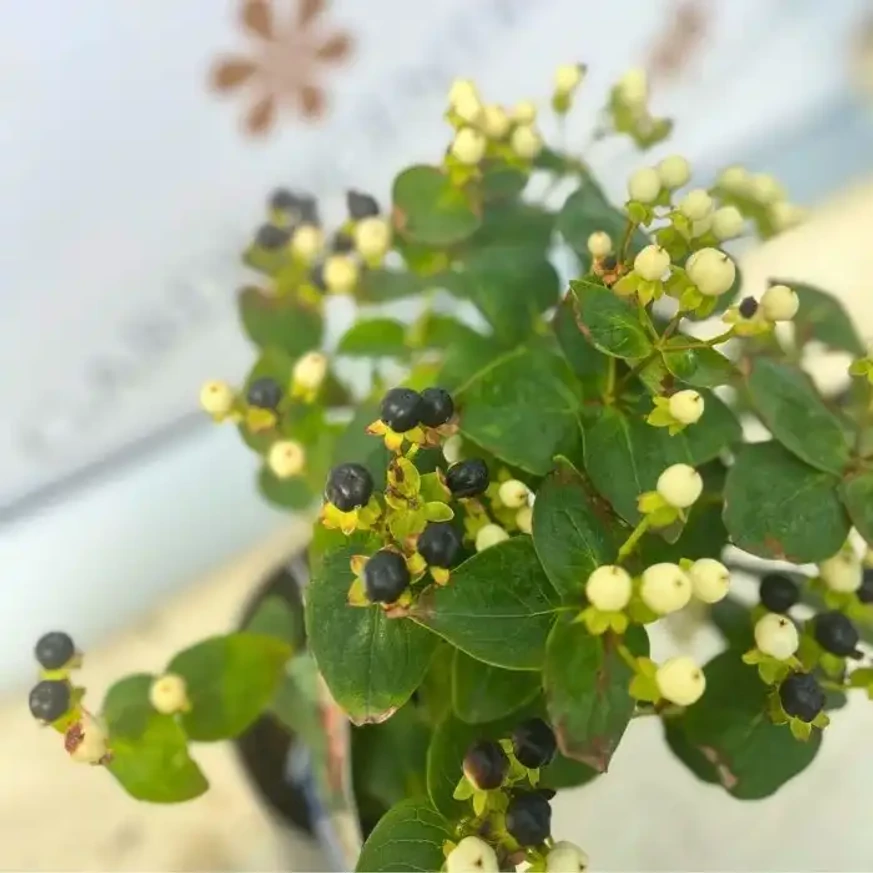 Hypericum Miracle - Sunătoare