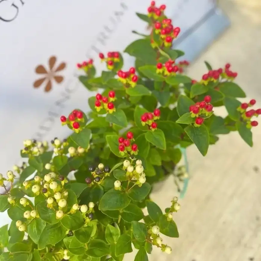Hypericum Miracle - Sunătoare