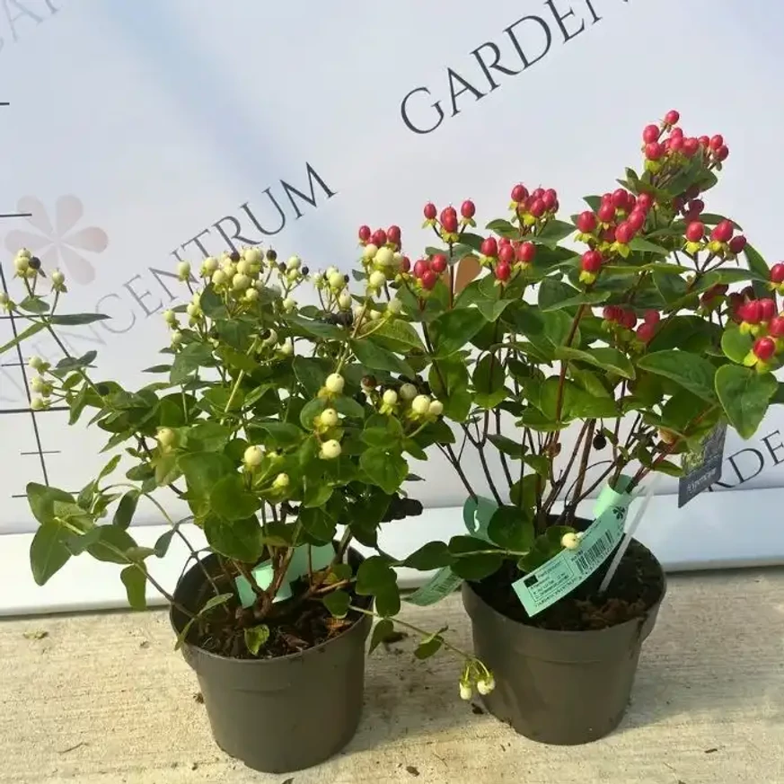 Hypericum Miracle - Sunătoare