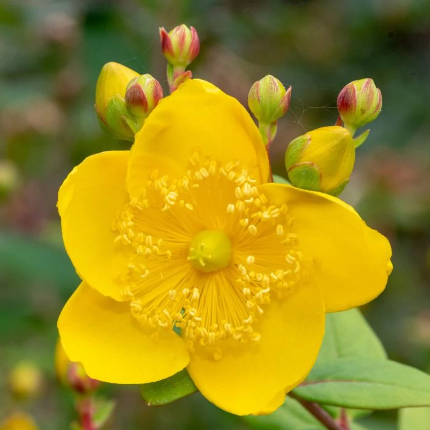 Hypericum Miracle - Sunătoare
