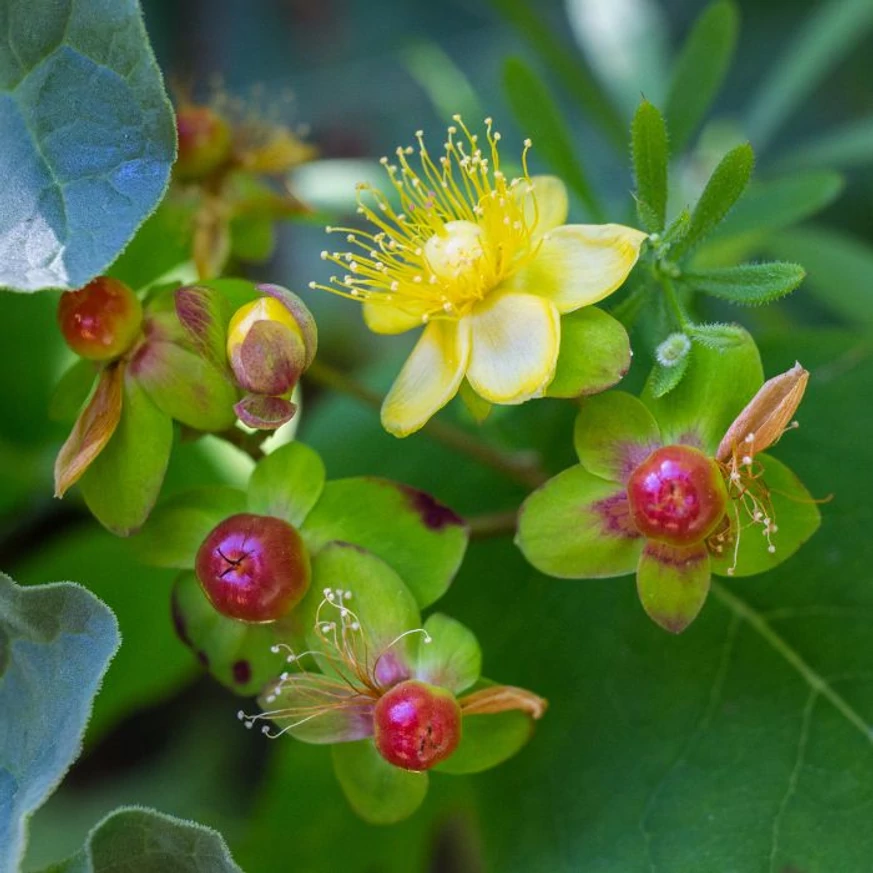 Hypericum Miracle - Sunătoare