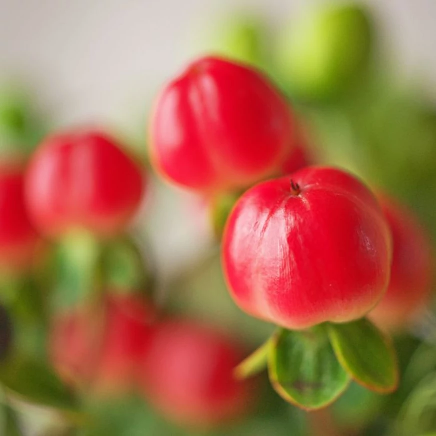 Hypericum Miracle - Sunătoare