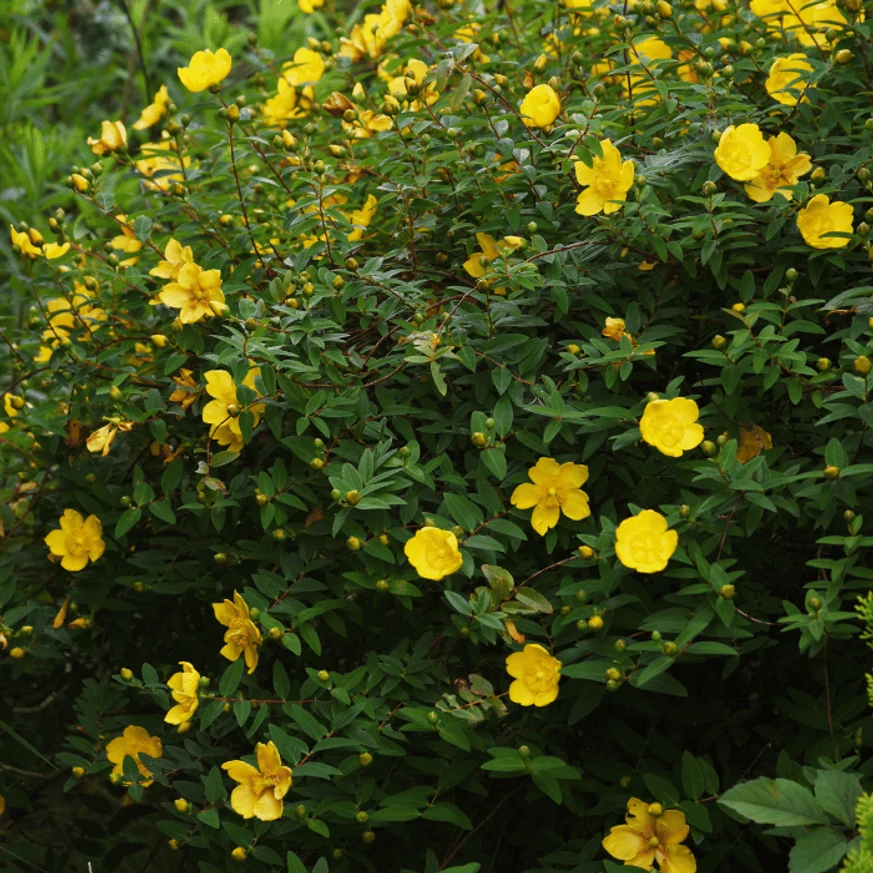 Hypericum patulum Hidcote înflorit. 
