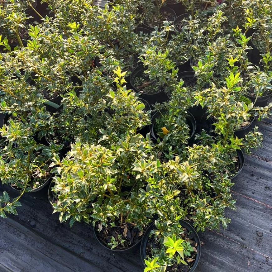 Aspectul plantelor noastre de Ilex aquifolium Alaska în octombrie, în pepiniera noastră.