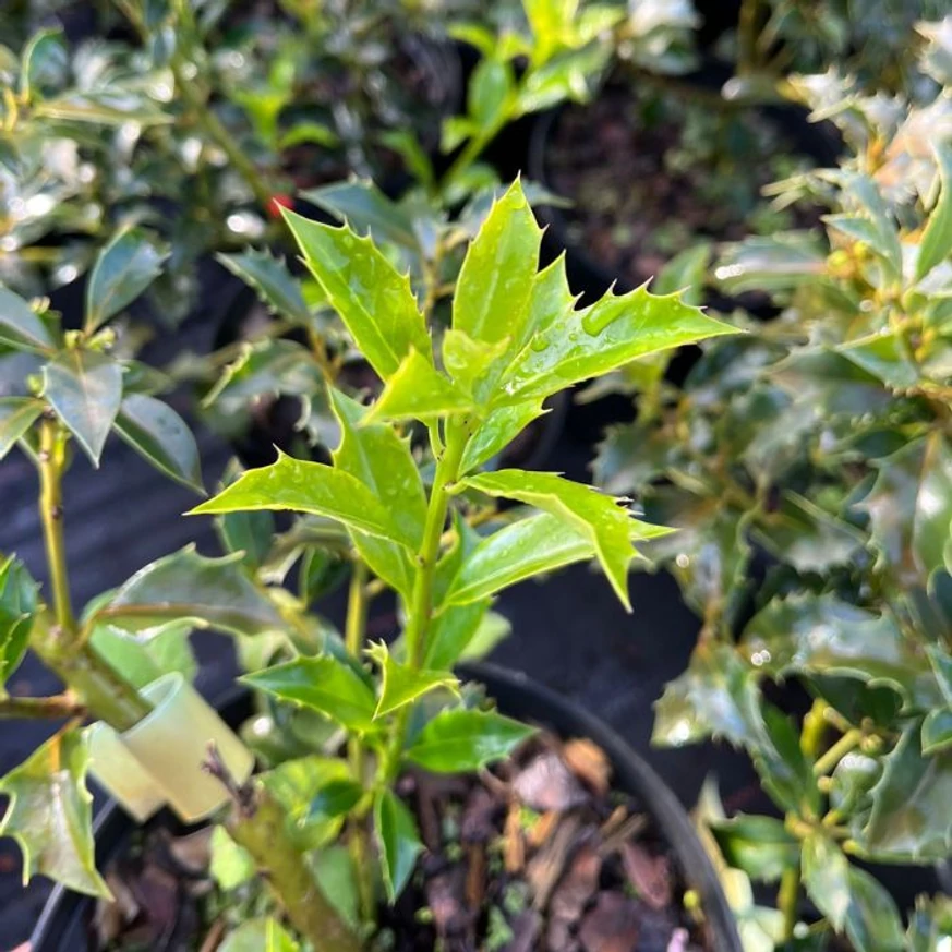 Tulpina tânără a Ilex meserveae Blue Angel, văzută de aproape.