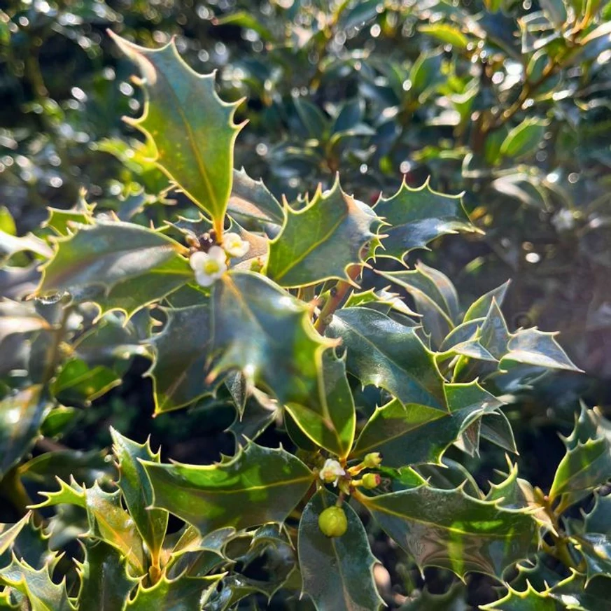 Frunzele lucioase, verzi închise și robuste ale Ilex meserveae Blue Angel.