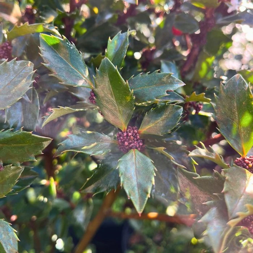Ramurile și forma frunzelor de Ilex meserveae Blue Prince văzute de aproape.
