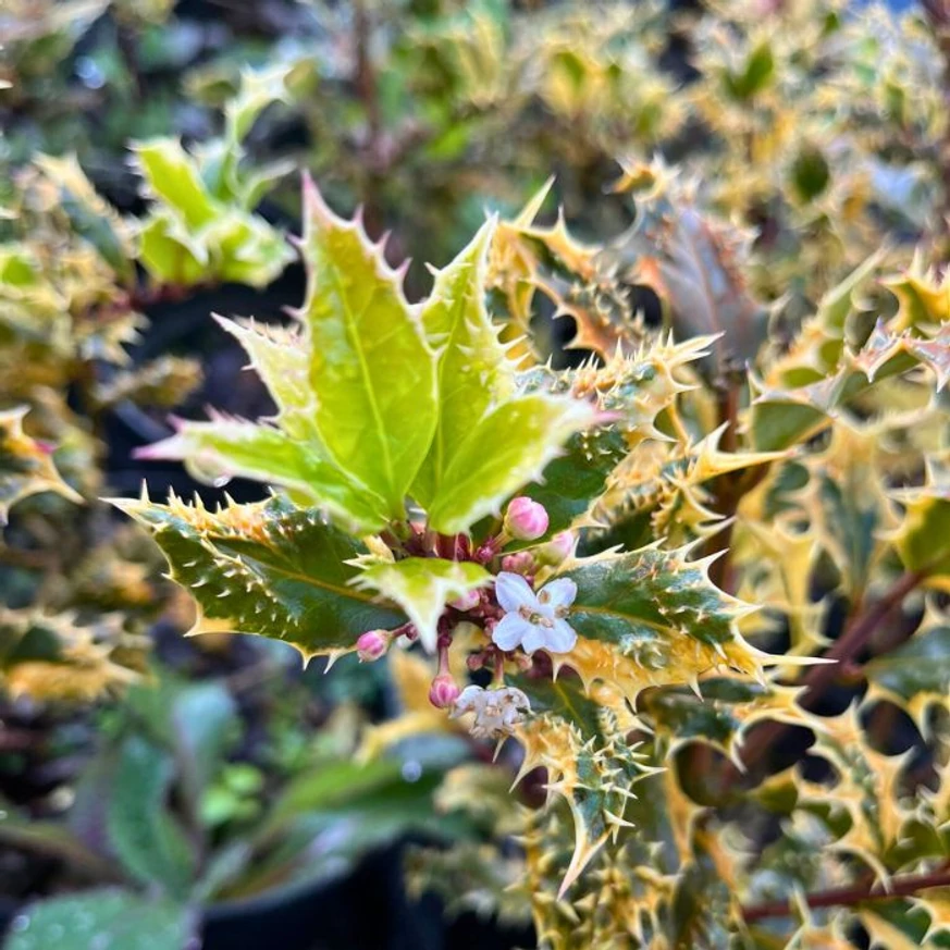 Aspectul noilor lăstari ai Ilex aquifolium Argenteomarginata în pepiniera noastră.