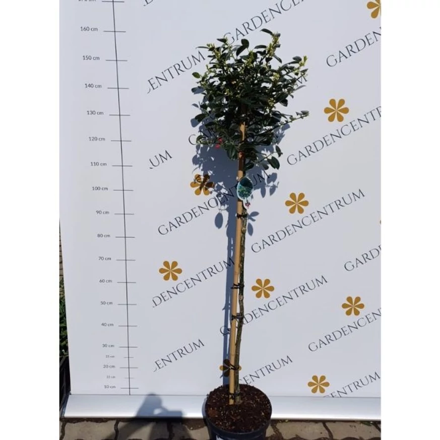 Ilex J.C van Tol pe trunchi înalt în luna mai la Gardencentrum.