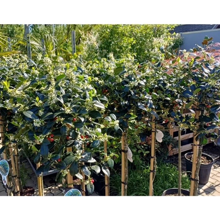 Plante sănătoase de Ilex J.C van Tol pe trunchi înalt dinsponibile în gama Gardencentrum.