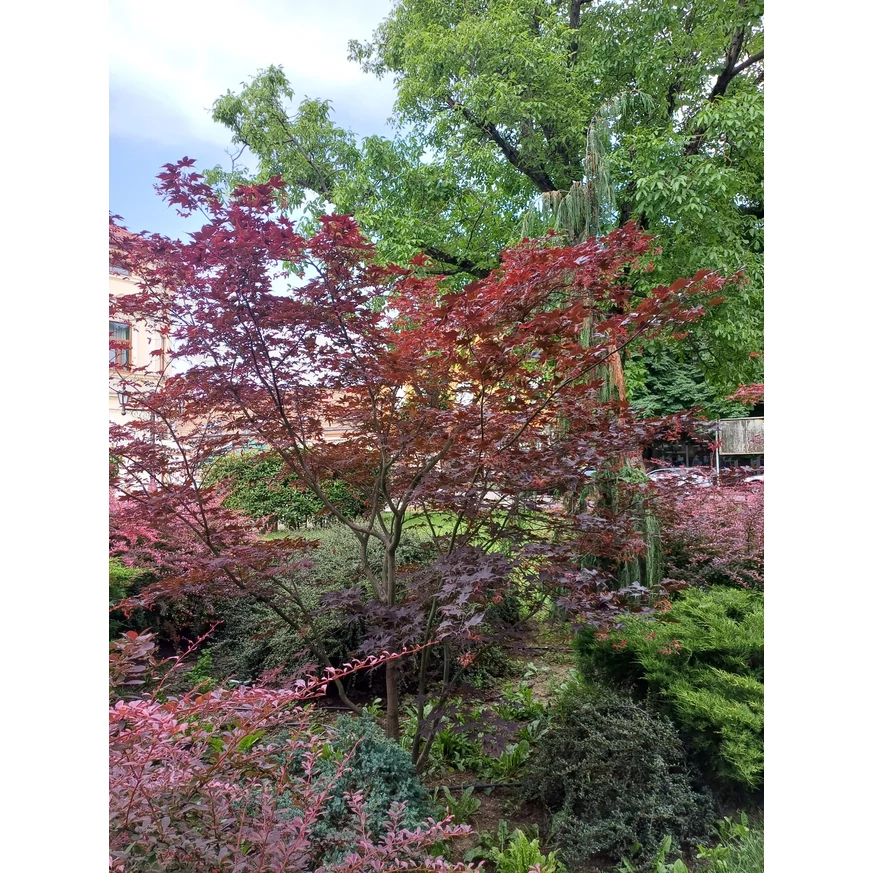 Acer palmatum Atropurpureum P10,5 -  Arțar japonez roșu