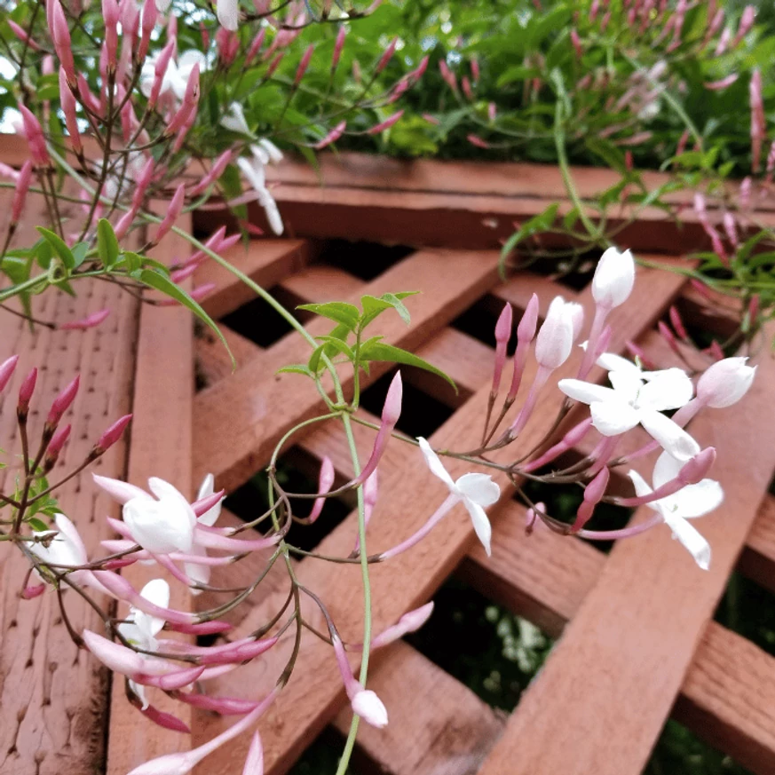 Florile parfumate ale iasomiei cățărătoare. 