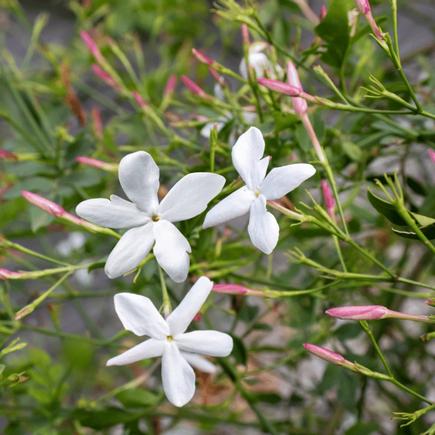 Jasminum sp - Iasomie cățărătoare