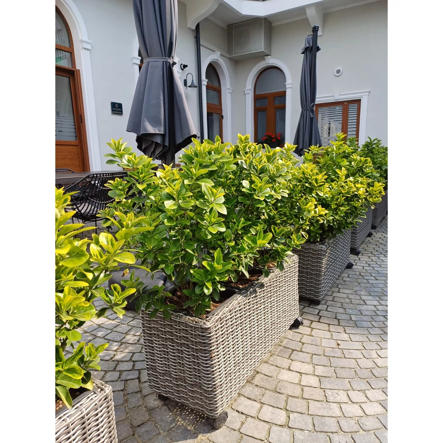 Euonymus japonicus plantat într-un ghiveci. 