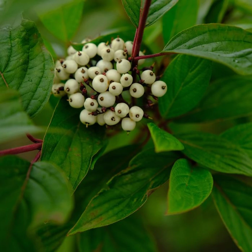 Fructele cornului Kesselringii. 