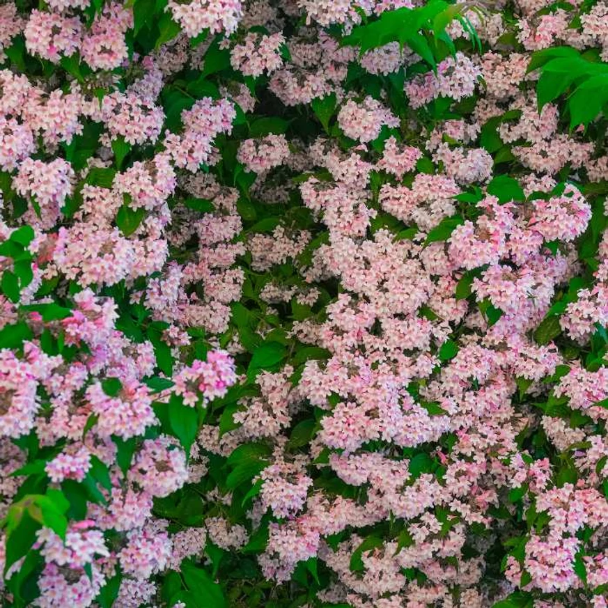 Înflorirea abundentă arbustului Kolkwitzia amabilis.