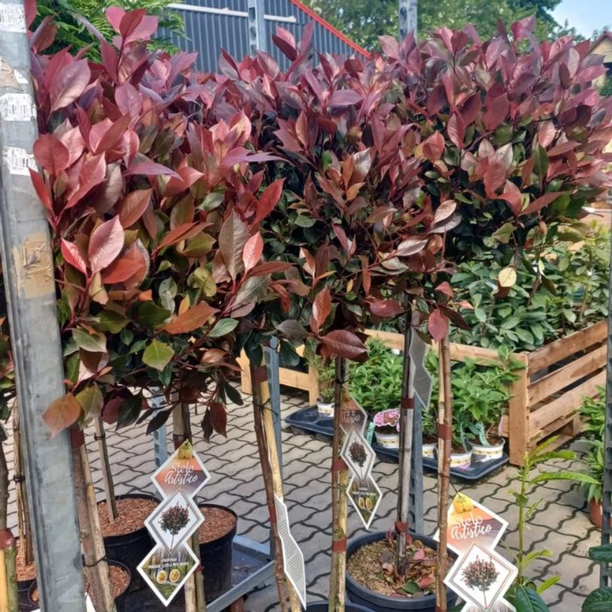 Photinia pitică crecută pe trunchi înalt în pepiniera noastră. 