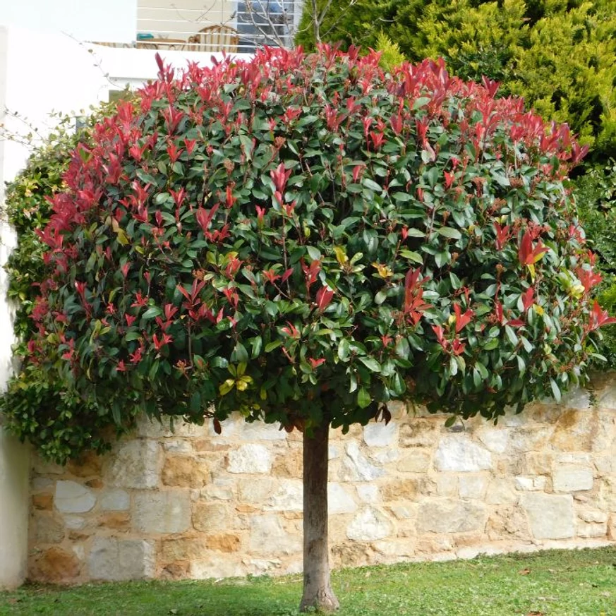 Photinia fraserii Little Red Robin crescută pe trunchi înalt, la maturitate. 